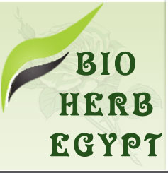 Bio Herb Egypt For Export